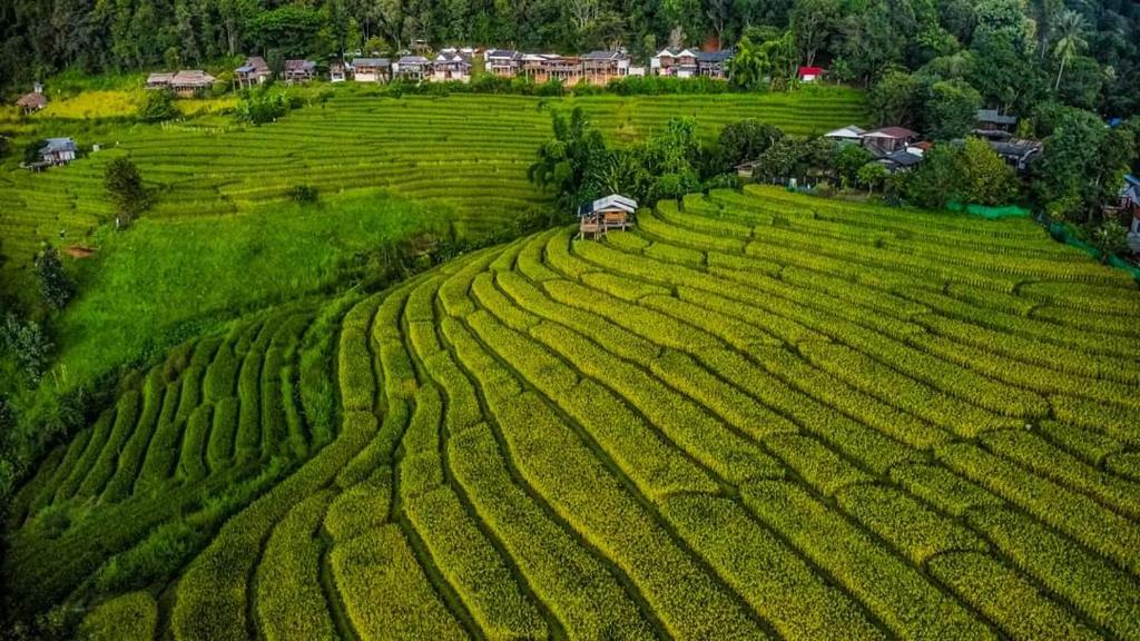 an aerial view of a field of green plants at บ้านพักชิปู ป่าบงเปียง in Ban Mae Pan Noi