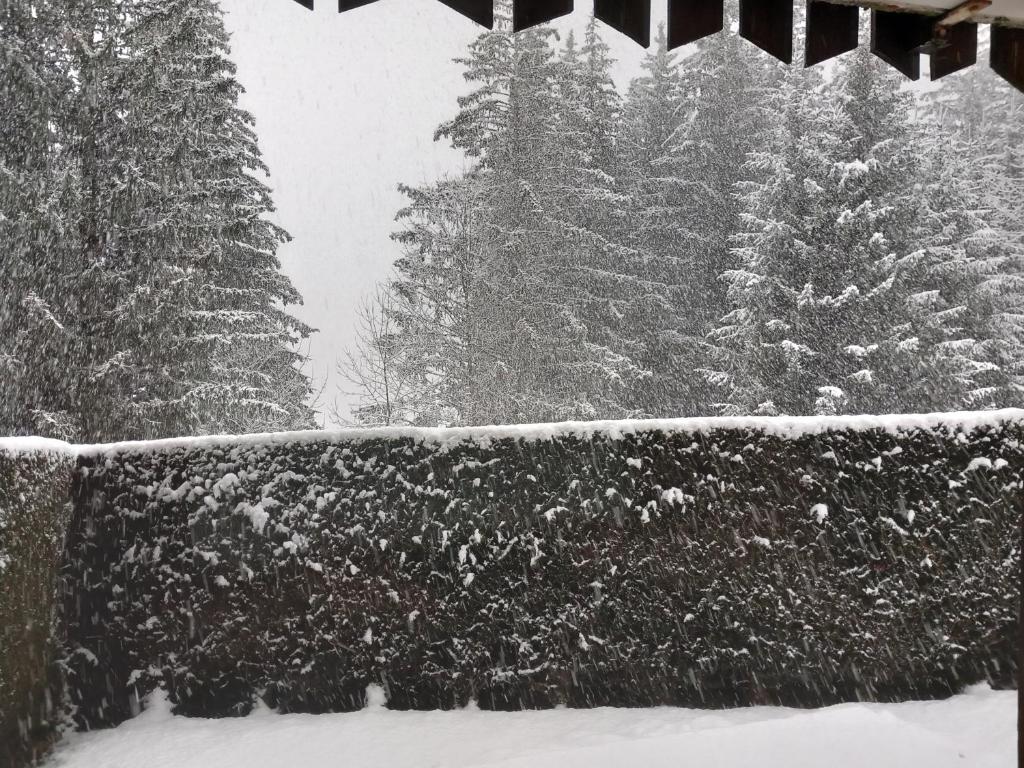une cour enneigée avec des arbres en arrière-plan dans l'établissement La Montagne, à Le Biot