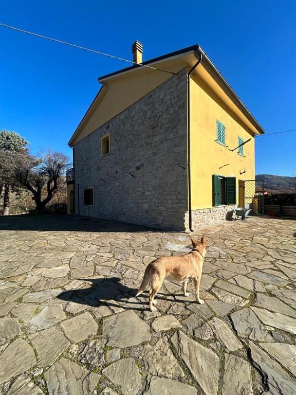 Domácí mazlíčci ubytovaní s hosty v ubytování Il Gelso