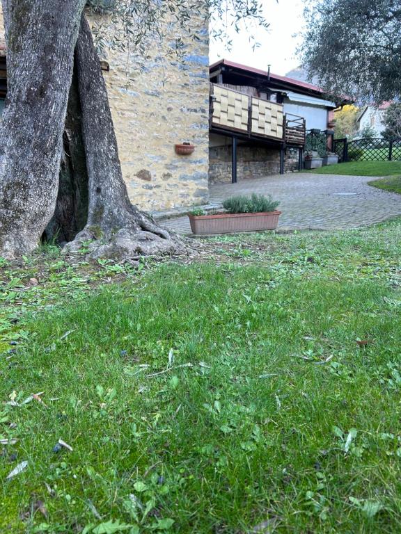 un arbre assis dans l'herbe à côté d'un bâtiment dans l'établissement Casa Margot, à Garlenda