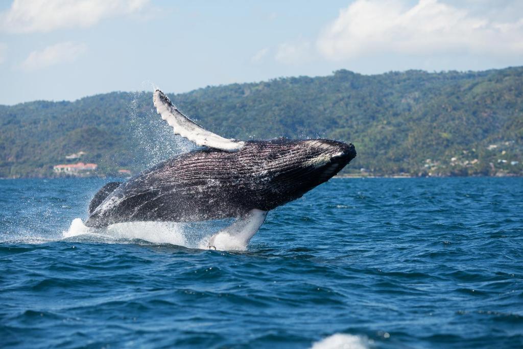 a humpback whale jumping out of the water at Xeliter Vista Mare, Samana in Santa Bárbara de Samaná