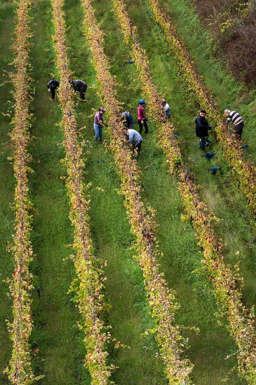 Hosté ubytování Wine Resort Villagrande