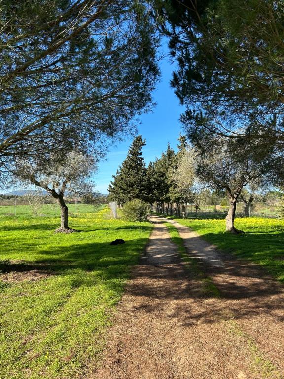uma estrada de terra com árvores num campo em Casa del Mate em Alghero