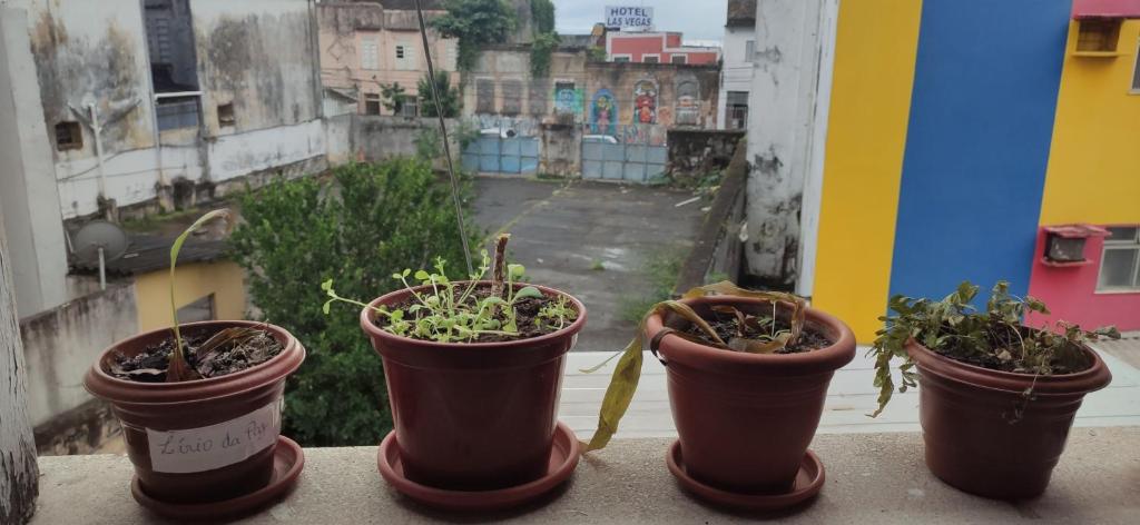 a group of potted plants sitting on a window sill at Apt para carnaval em Salvador in Salvador
