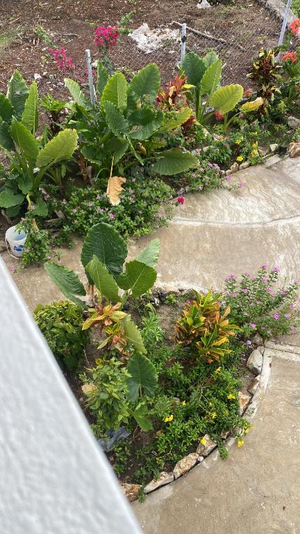 AshtonCool Breeze Suites的人行道上种有植物和花卉的花园