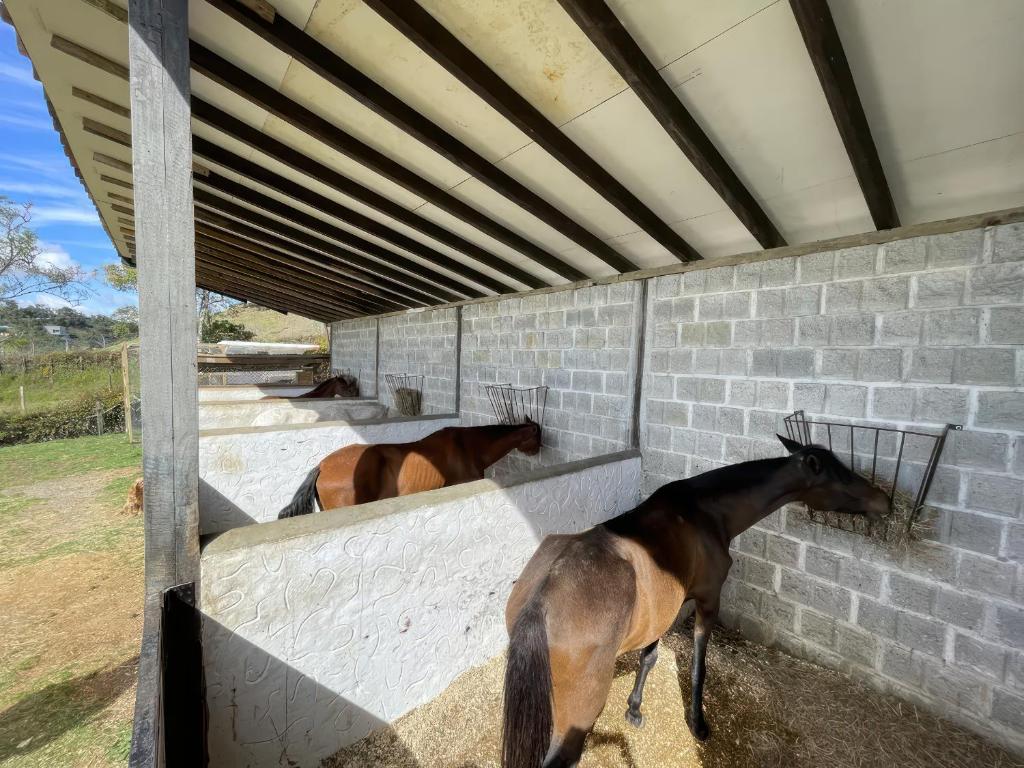 Deux chevaux mangent du foin dans une écurie dans l'établissement Finca con caballos para 10 personas en Envigado, à Envigado