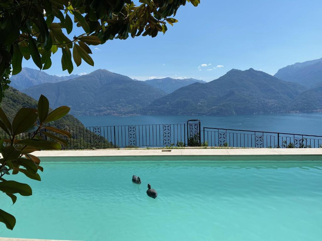 two birds swimming in a pool with a view of a lake at Chalet Miralago in Plesio