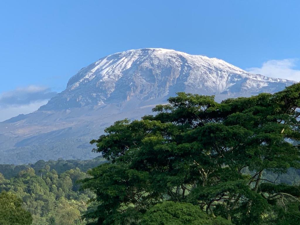 a snow covered mountain with a tree in the foreground at Shimbwe Meadows Guest House in Moshi