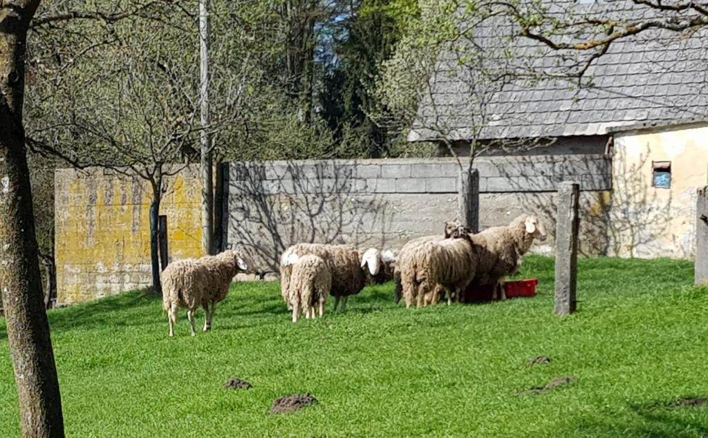 Zvieratá v apartmáne alebo blízkom okolí