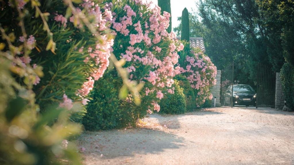 a car driving down a road lined with pink flowers at Les Mazets de Marie de Jules in Eyragues