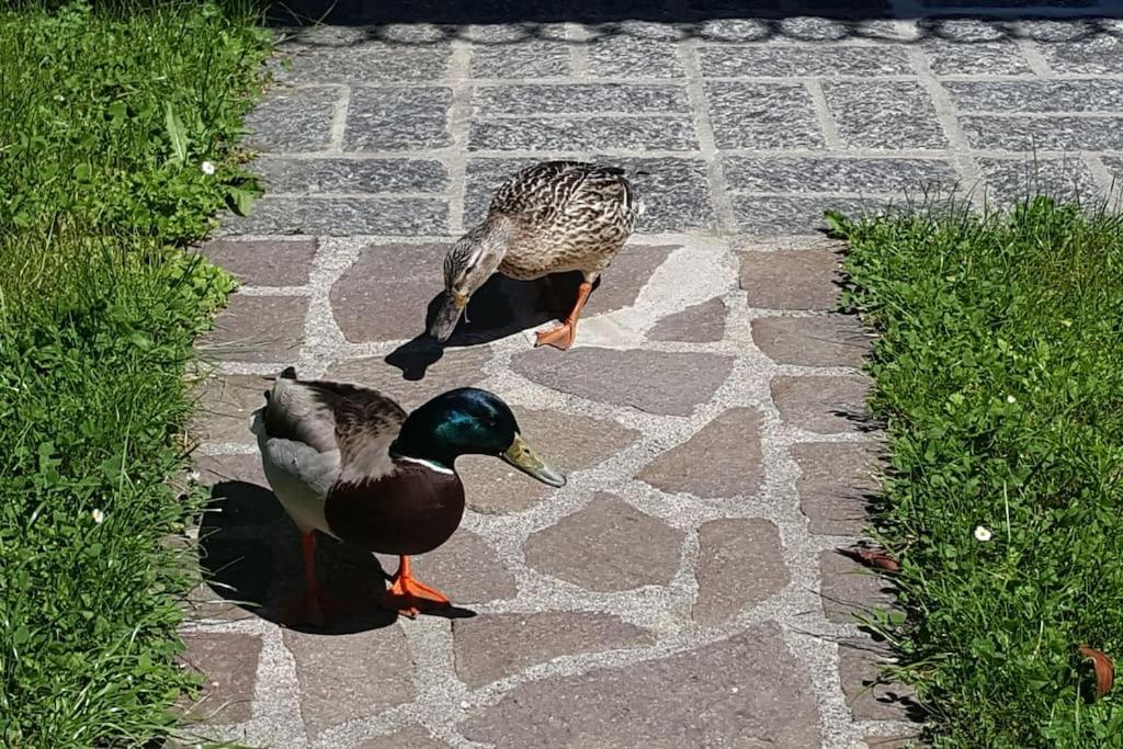 Zvířata v prázdninového domu nebo okolí