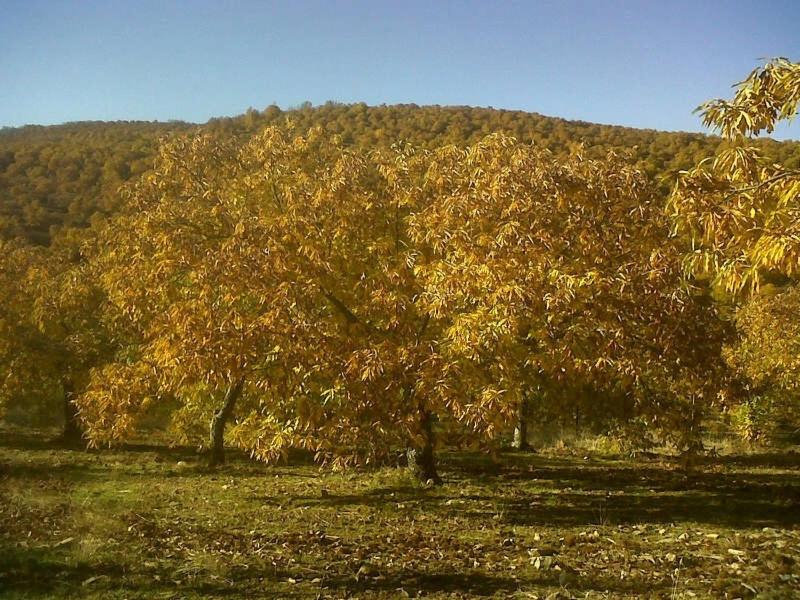 Przyroda w pobliżu tego pensjonatu