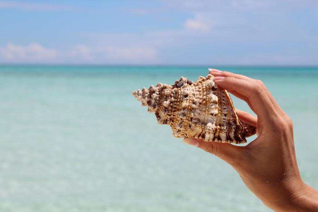 MAMELLO Beach Club Maldives - 7