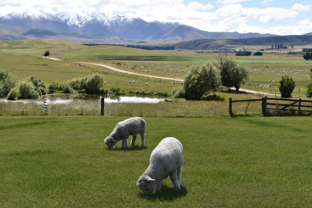 two sheep grazing in a field with mountains in the background at Number 74 on Lockhart in Oturehua