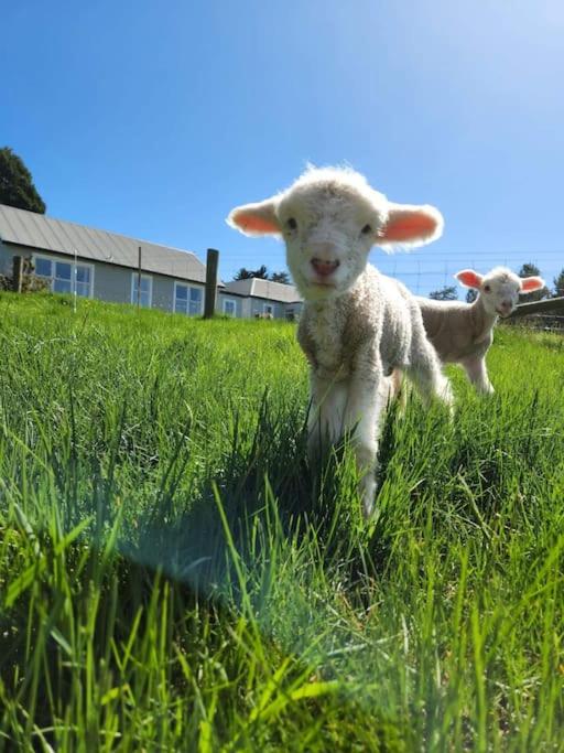 Majutusasutuse 74 on Lockhart külastajatega peatuv lemmikloom või lemmikloomad