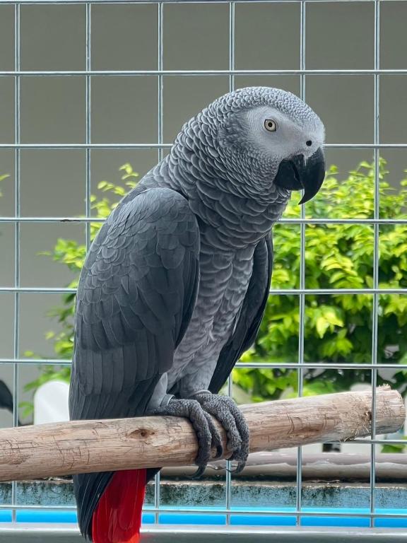 Zvířata v aparthotelu nebo okolí