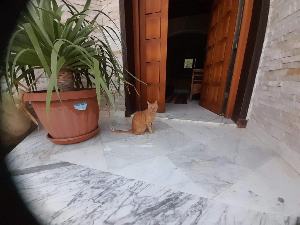 pomarańczowy kot siedzący przed drzwiami w obiekcie Villa des plaisirs w mieście Borj el Khessous