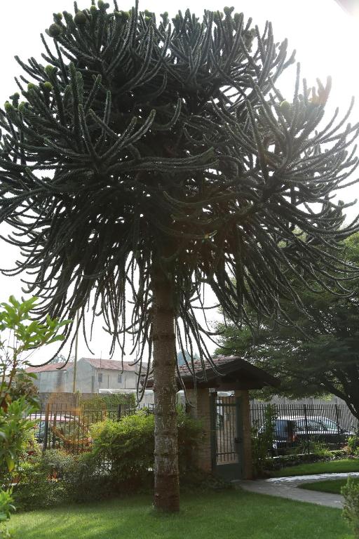 Araucaria tree at the entrace - Picture of Aloe Apartments & Studios, Crete  - Tripadvisor