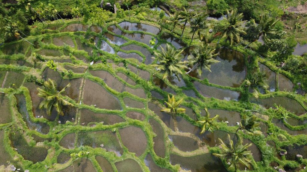 Tetebatu Sunrise Homestay - 15