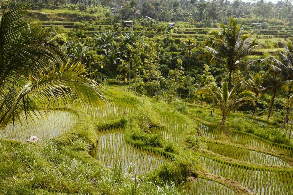 Tetebatu Sunrise Homestay - 17