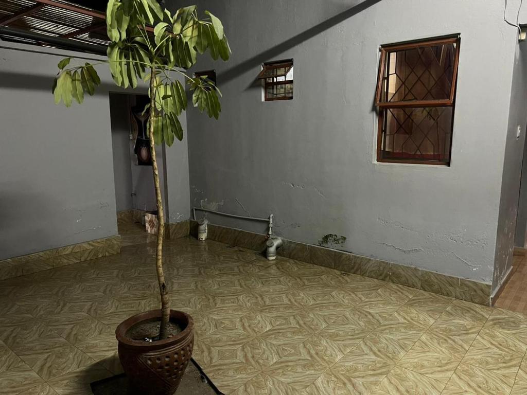 un árbol en maceta en una habitación con una pared en J's Hotel & Accomodation, en Nakuru