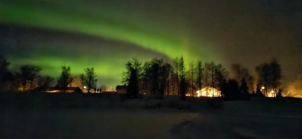 an aurora in the sky with a group of trees at Riverhouse Lumo in Ivalo