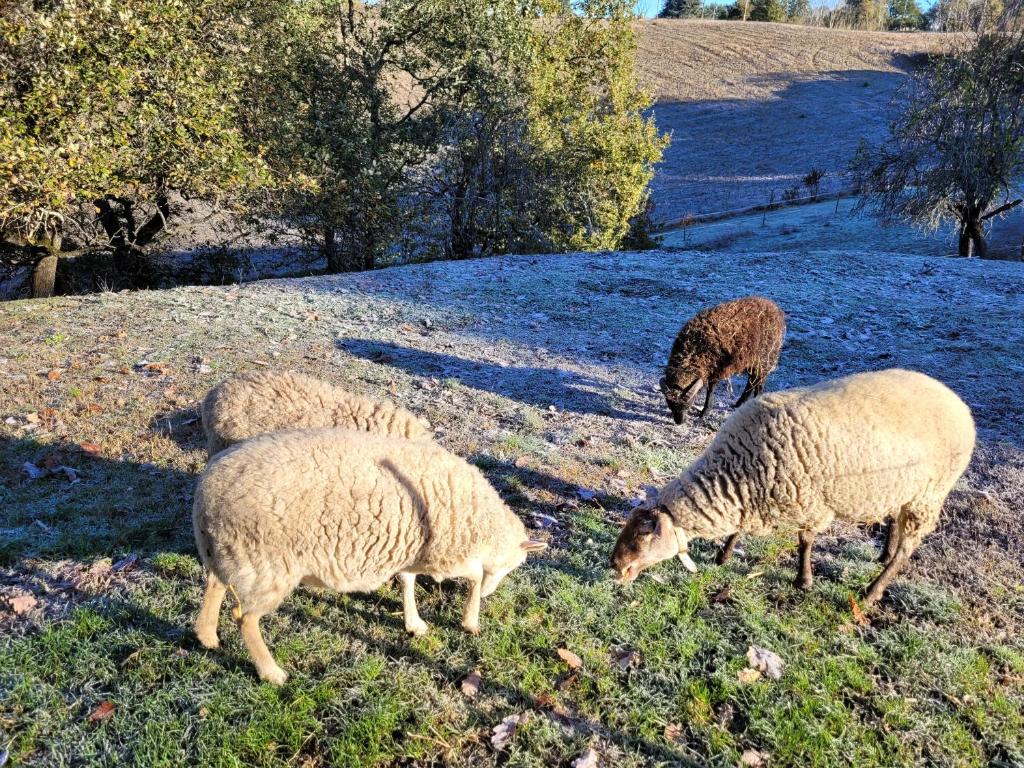 Monclar-de-QuercyにあるRelais de la posteの畑の羊の群れ