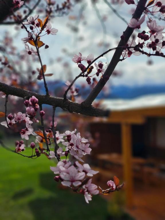 Zahrada ubytování La Yaya - Villa Turismo