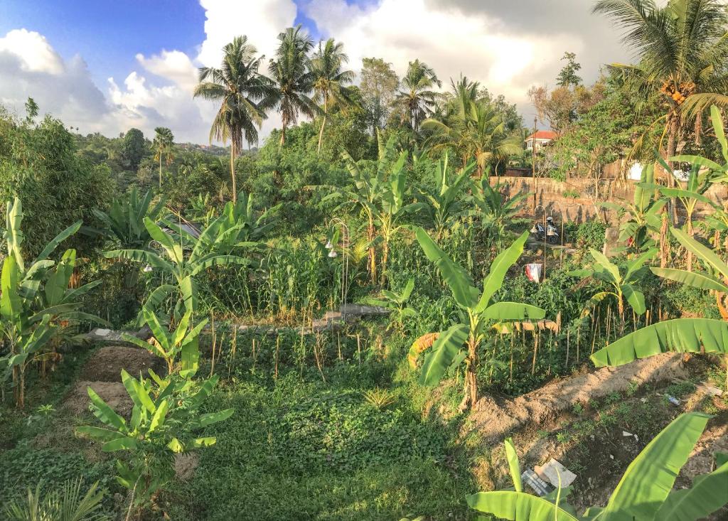 Zahrada ubytování Heri house ubud