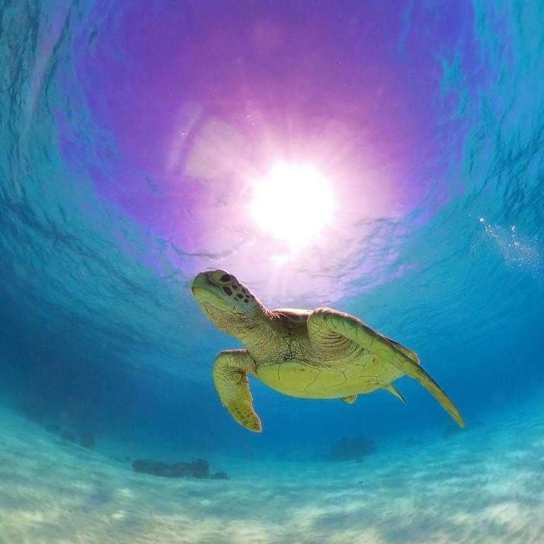 a turtle swimming in the water with the sun in the background at HOTEL KANALOA in Tokashiki