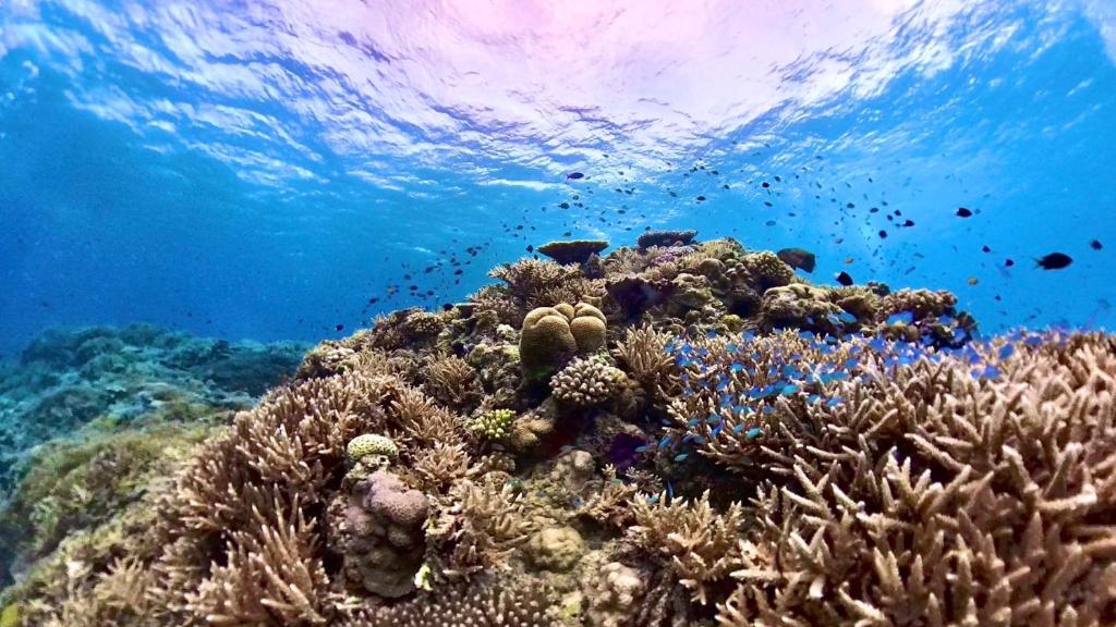a coral reef with fish in the ocean at HOTEL KANALOA in Tokashiki