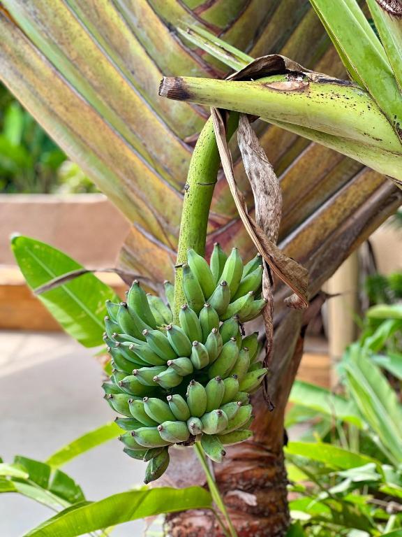 The Canopy Krabi - Resim 9