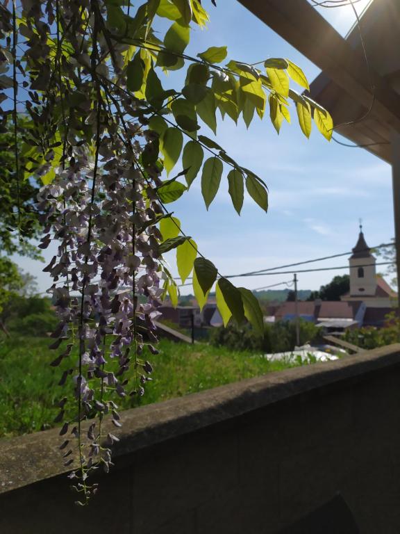 Zahrada ubytování Ubytování u Křížů