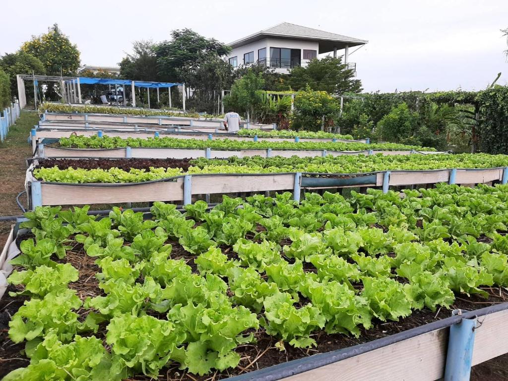 Zahrada ubytování Niramitsook Farm Stay Khao Yai บ้านไร่นิรามิสสุข ฟาร์มสเตย์ ปากช่อง เขาใหญ่