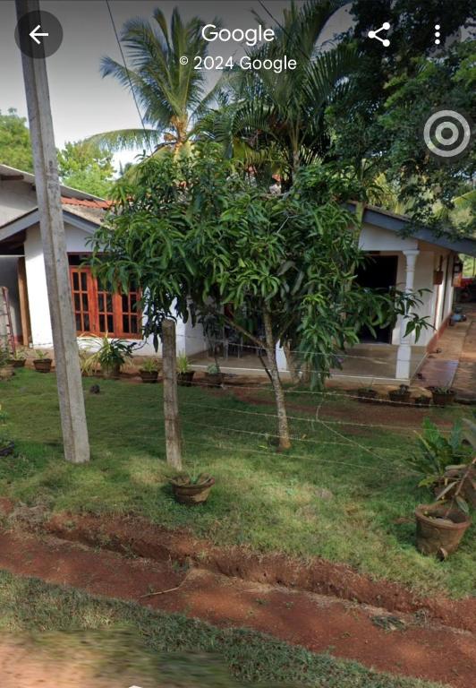uma pequena árvore em frente a uma casa em Pethum holiday home em Anuradhapura