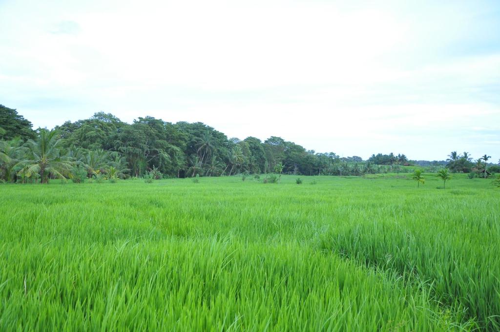 fedi viwe في اوداوالاوي: حقل من العشب الأخضر مع الأشجار في الخلفية