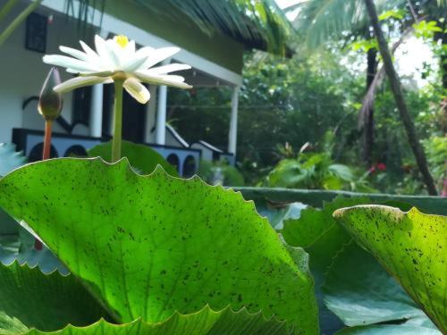 ein großes grünes Blatt mit einer weißen Blume im Hintergrund in der Unterkunft SMW Lodge Sigiriya in Sigiriya