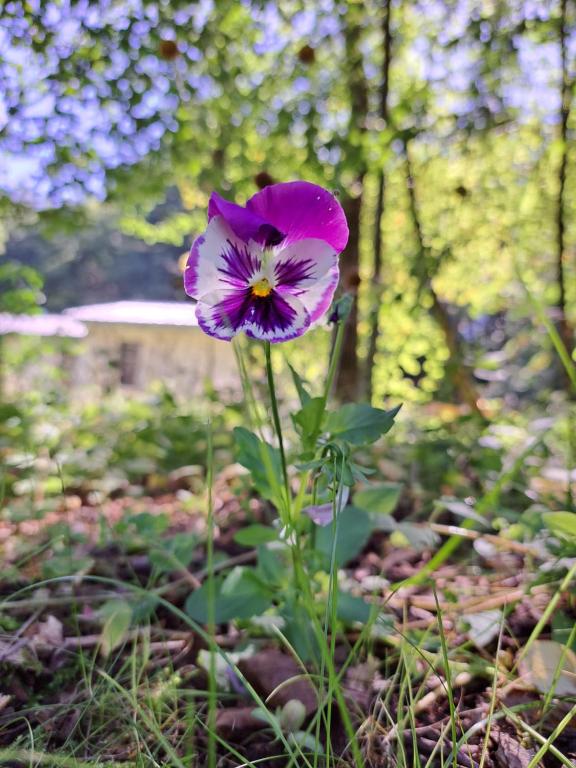 Zahrada ubytování Ferienhaus Rehblick - direkt in der Natur, mit Lesezimmer und zwei Terrassen