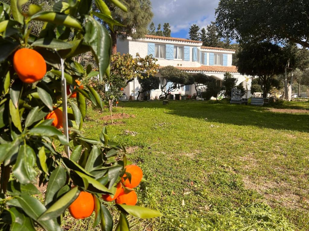 un albero di arancio di fronte a una casa di Villa Silmar a Capitana