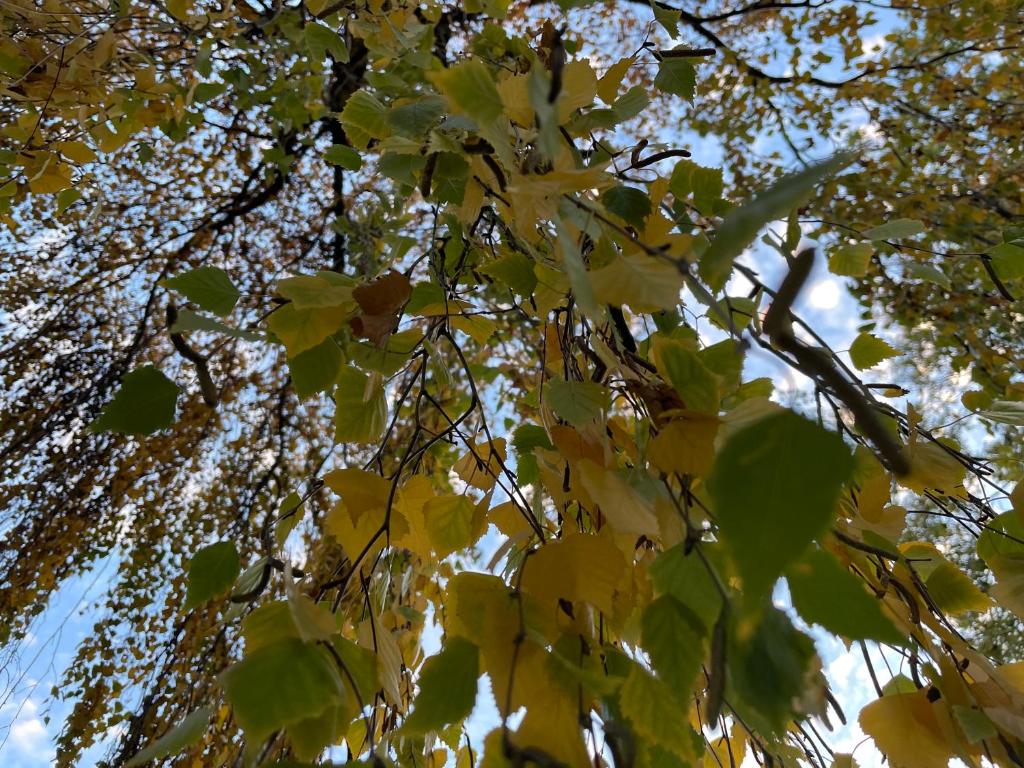 Foto dalla galleria di Sol i Neu a Encamp