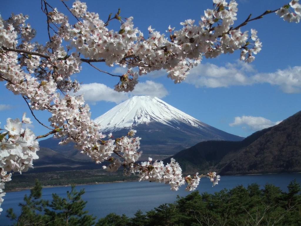 a mountain in the background with a cherry tree in the foreground at 本栖湖畔 浩庵 Kouan at Lake Motosu in Fujikawaguchiko