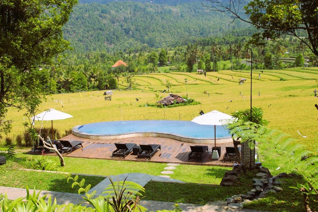 a swimming pool in a field with chairs and umbrellas at MAYURA BALI VILLA in Munduk