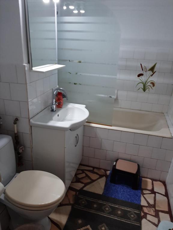 GarsonieraAnica felix