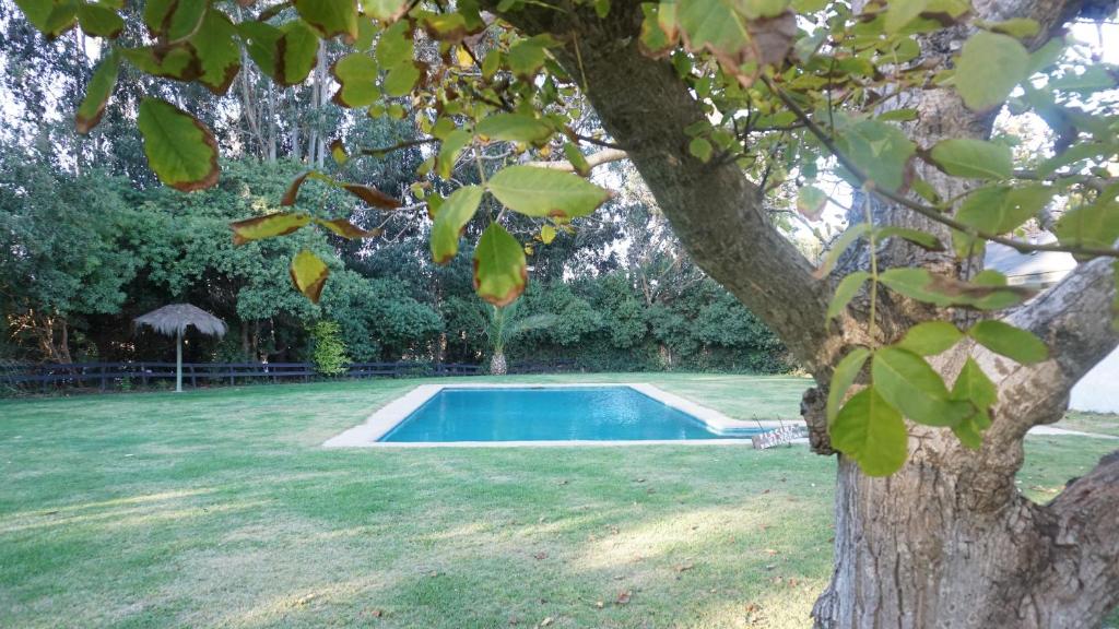 - une petite piscine dans une cour avec un arbre dans l'établissement Maria Clara, à Navidad