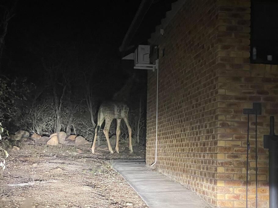 Zvířata v prázdninového domu nebo okolí