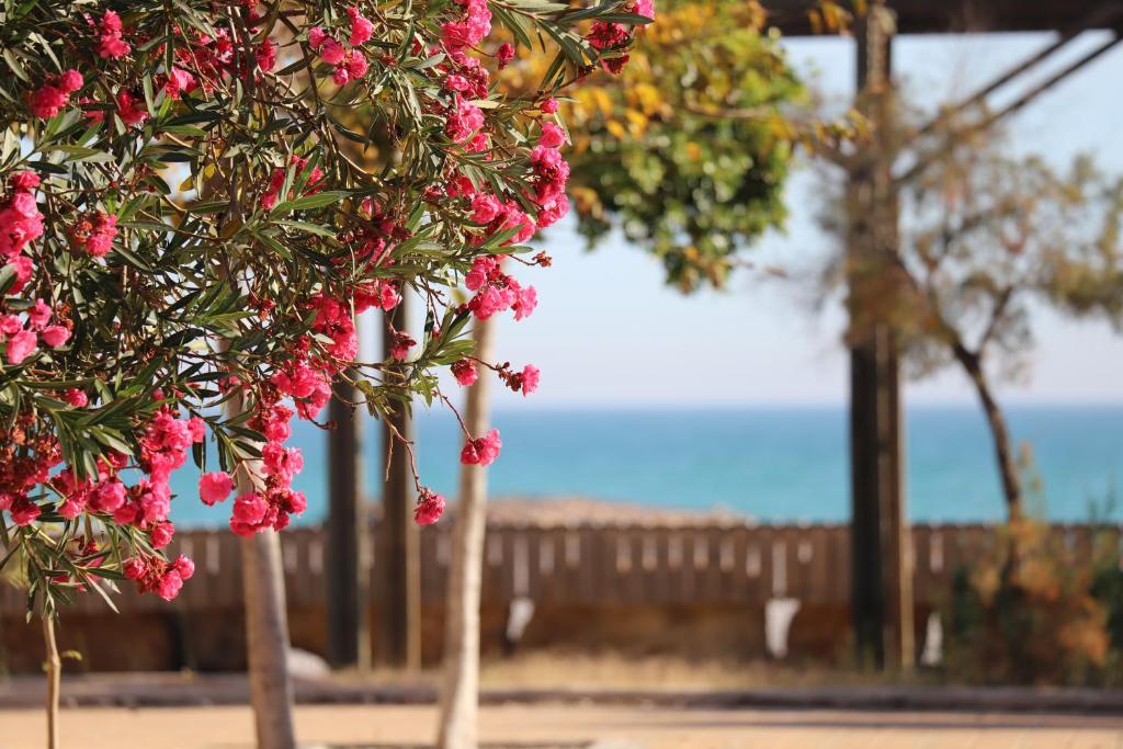 Ein paar rosa Blumen hängen von einem Baum in der Unterkunft El hogar del viajero junto al mar by Hometels in Barrio-Mar