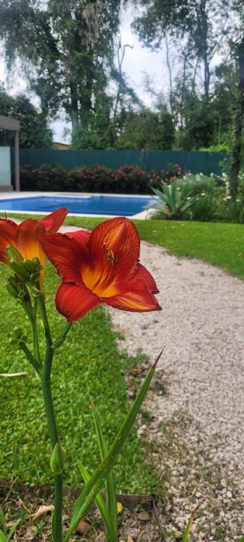 a red and orange flower in the grass at Pilar Norte. Departamentos in La Lonja
