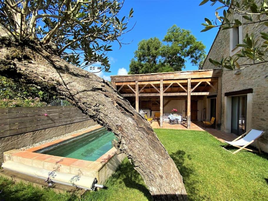 un arbre se penchant au-dessus d'une piscine dans une cour dans l'établissement Gîte de caractère La Grange Saint Papoul, à Saint-Papoul