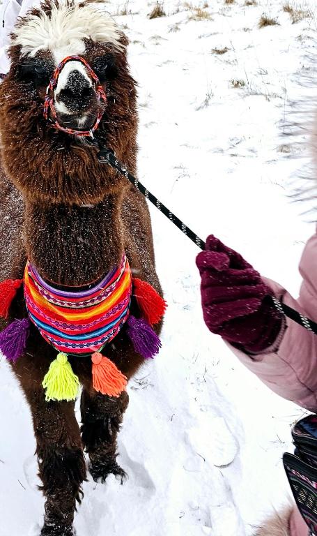 Zvieratá v horskej chate alebo blízkom okolí