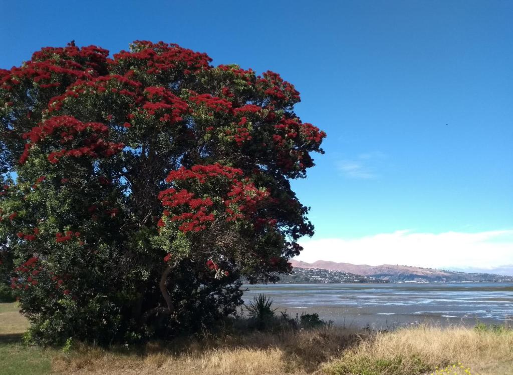 South Brighton Holiday Park - Resim 45